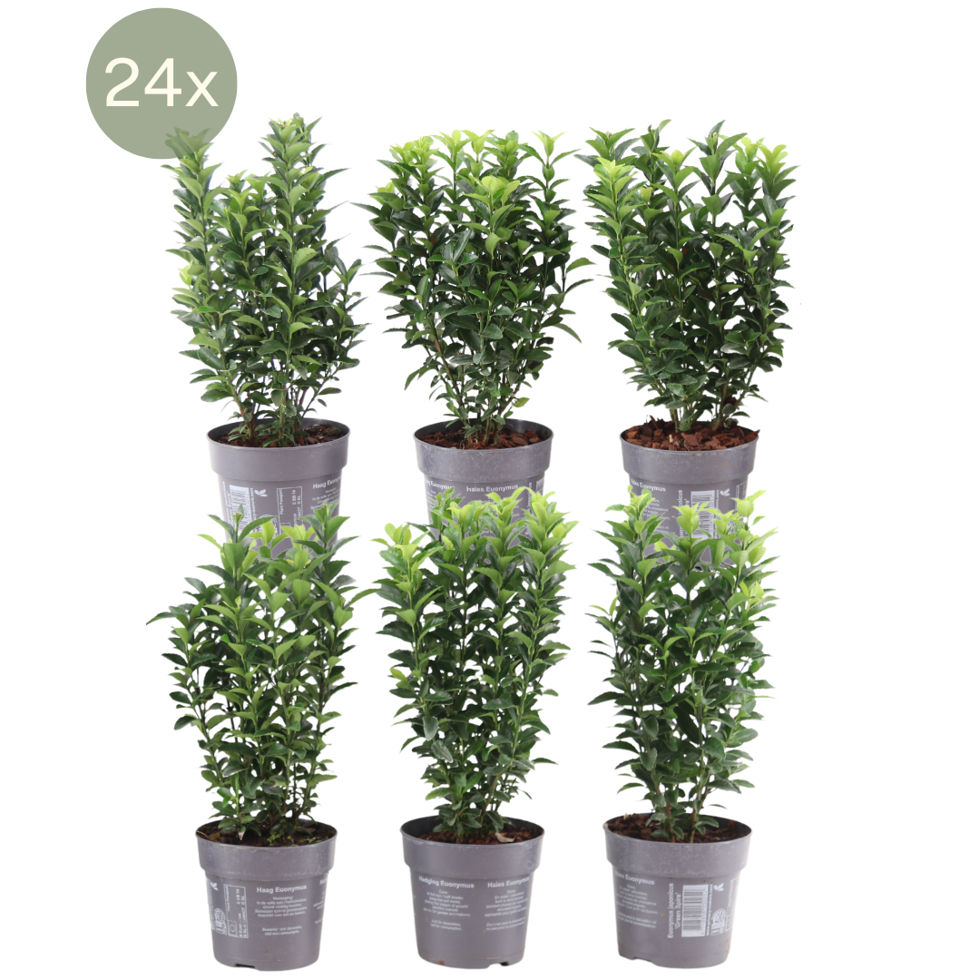 pflanzfix24 - 1 Meter Grüne Spindelstrauch Hecke