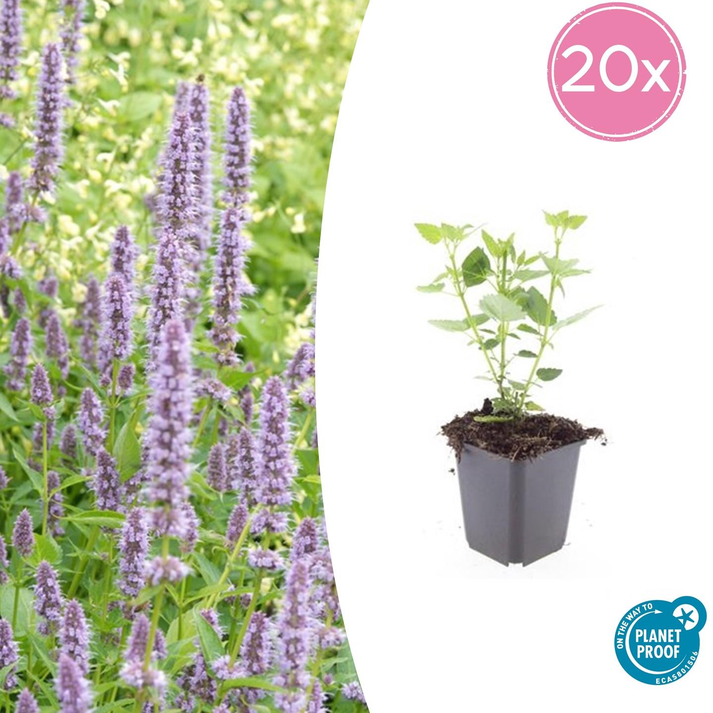 Agastache 'Blue Fortune' 20er-Set – Lavendelblaue Bienenstaude | Pflanzfix24.de - Pflanzfix24.de