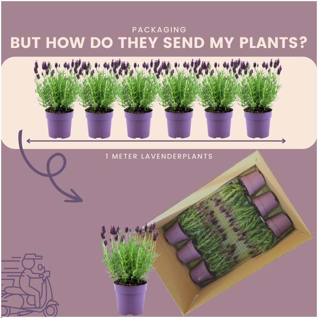 Lavandula stoechas Anouk® 6er-Set – Schopflavendel 12 cm | Pflanzfix24.de - Pflanzfix24.de