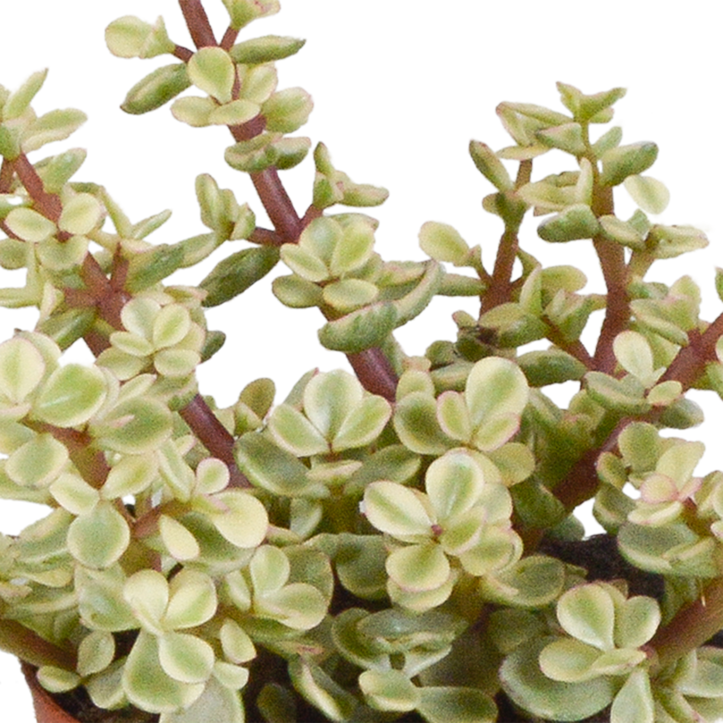 Crassula-Mix 8,5 cm - 3x - in witte pot - Pflanzfix24.de - Pflanzfix24.de