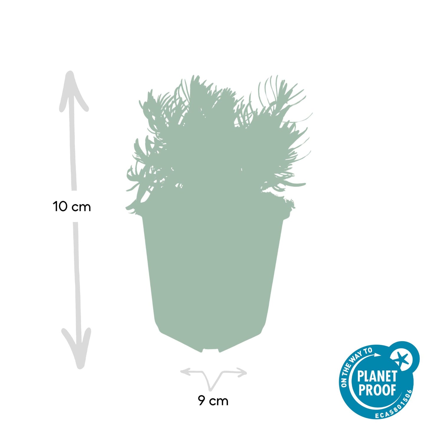 20x Lavandula 'Hidcote' - 10-25cm - Ø9cm - Pflanzfix24.de - Pflanzfix24.de