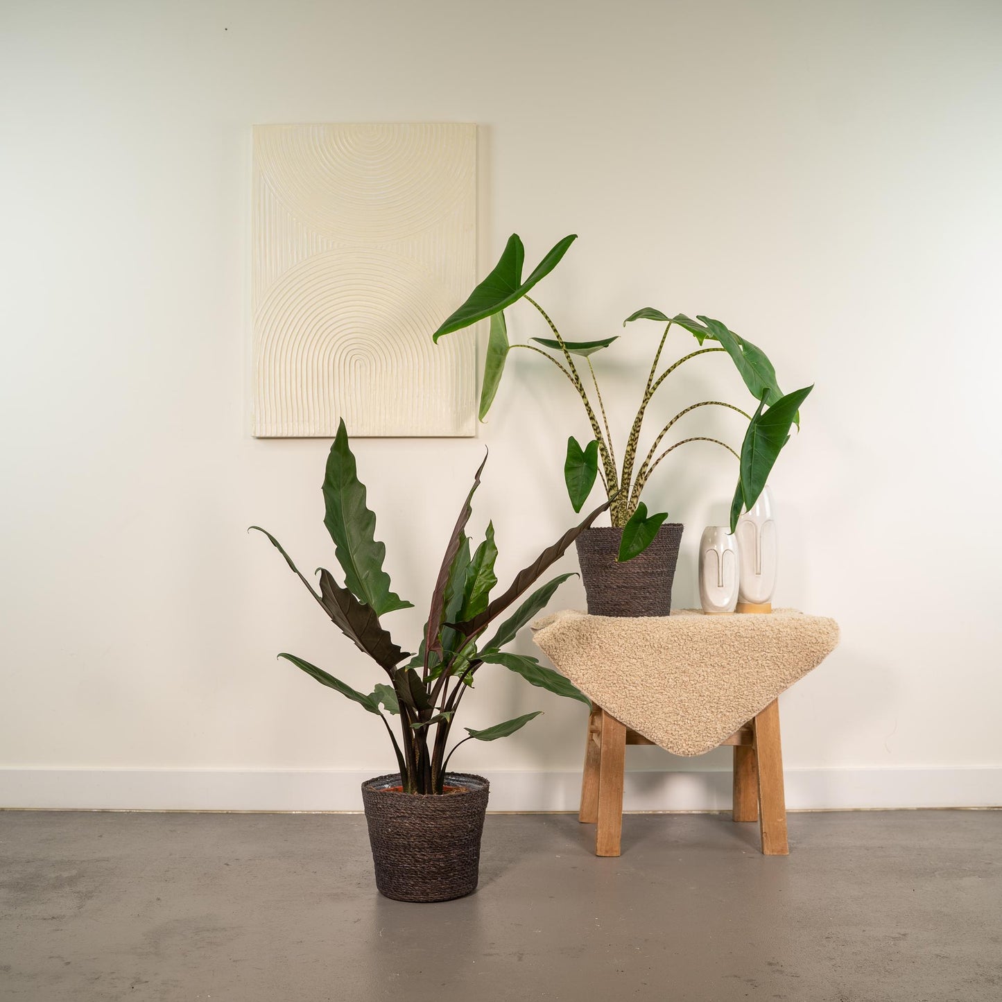 Alocasia Zebrina & Lauterbachiana Set - Pflanzfix24.de - Pflanzfix24.de