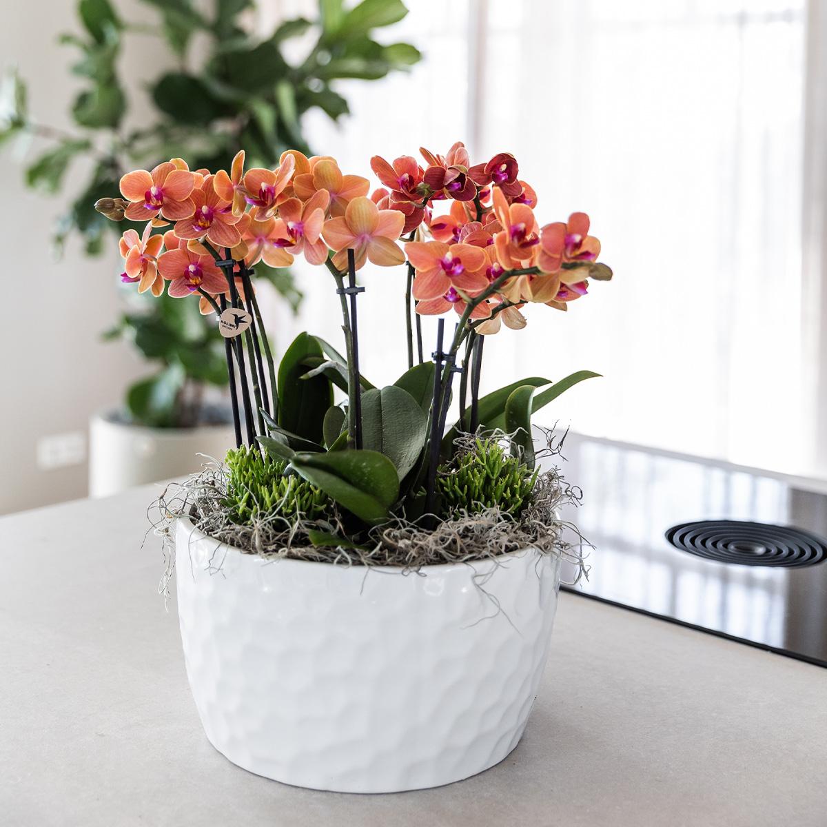 Orangenes Orchideen-Pflanzenset mit Wasserreservoir | Pflanzfix24.de - Pflanzfix24.de