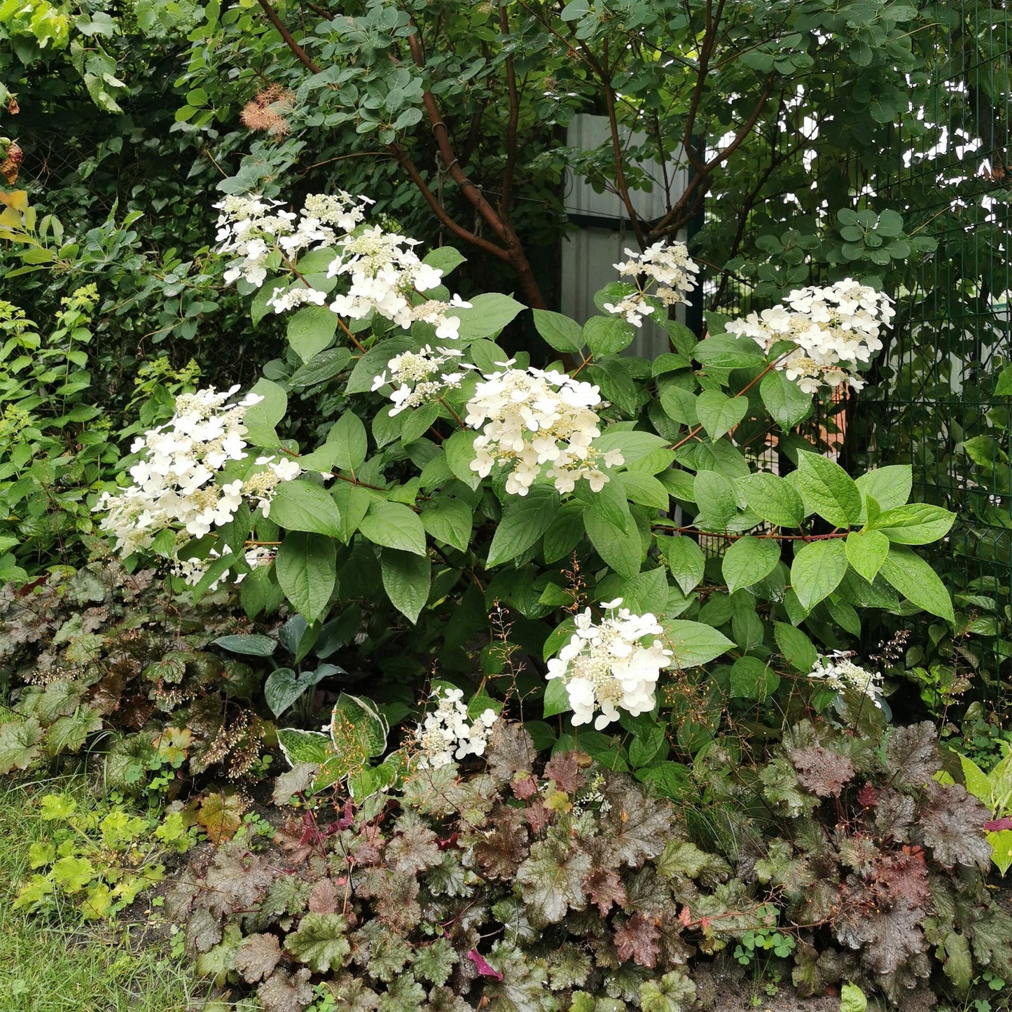 Pflanzfix24 - Rispenhortensie - Hydrangea panniculata Wims Red - 1 Pflanze - Laubabwerfend