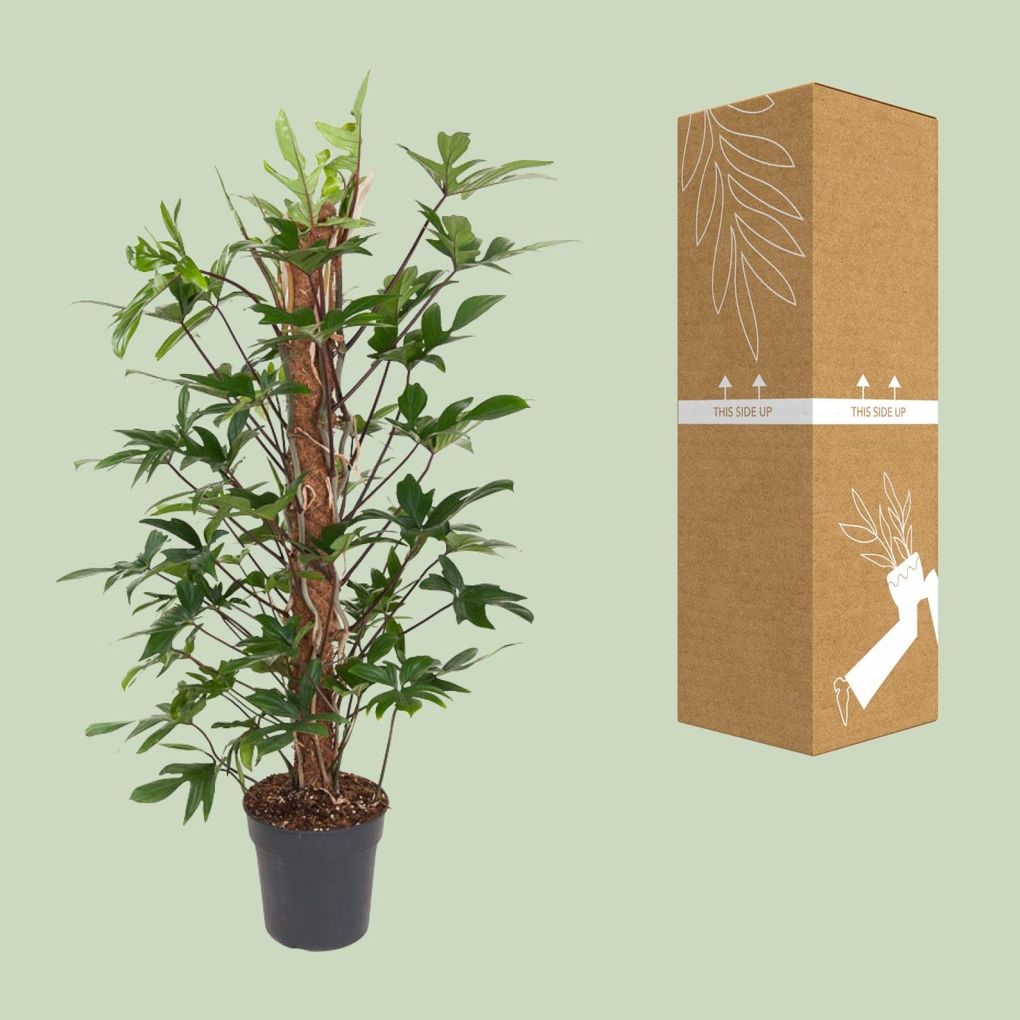 Philodendron Pedatum - Ø24cm - ↕120cm von Pflanzfix24.de - Pflanzfix24.de