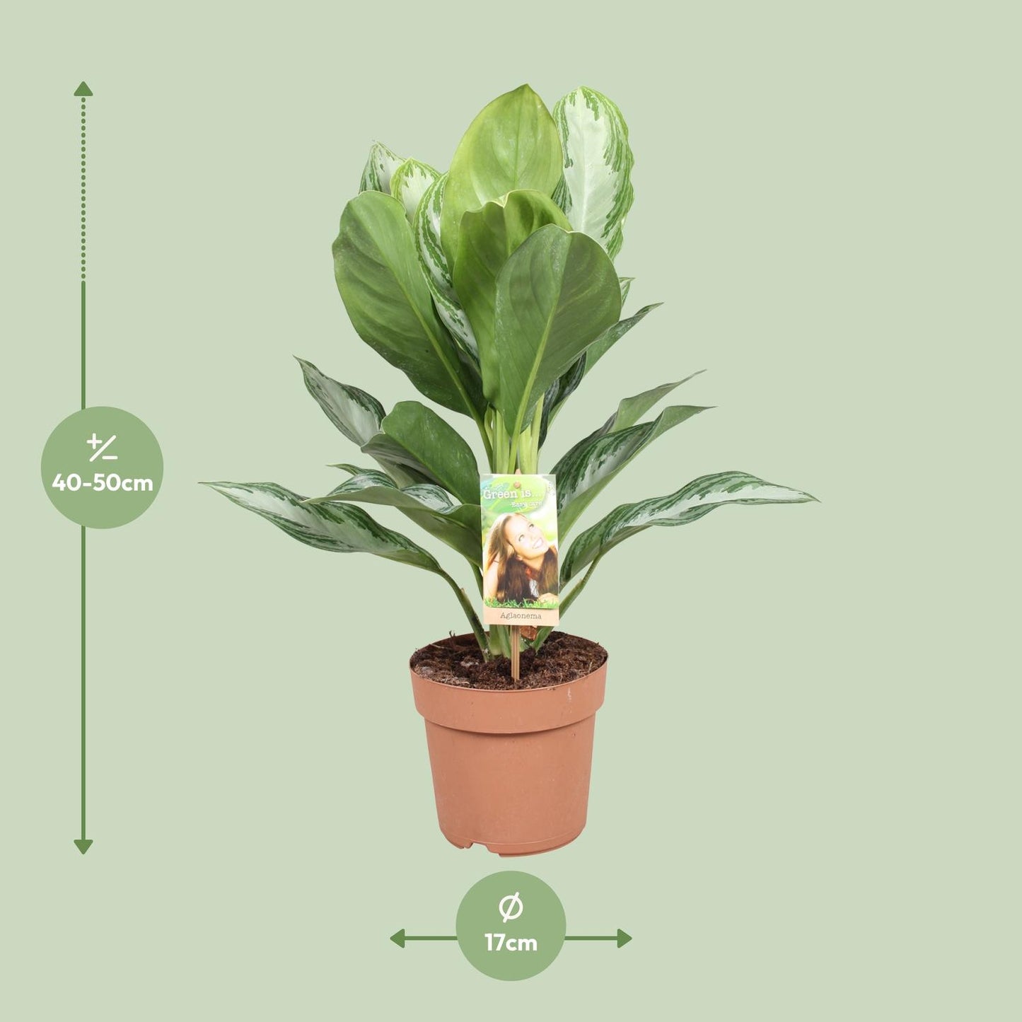 Aglaonema Silver Bay - Chinesisches Immergrün - Ø17cm - ↕55cm - Pflanzfix24.de - Pflanzfix24.de