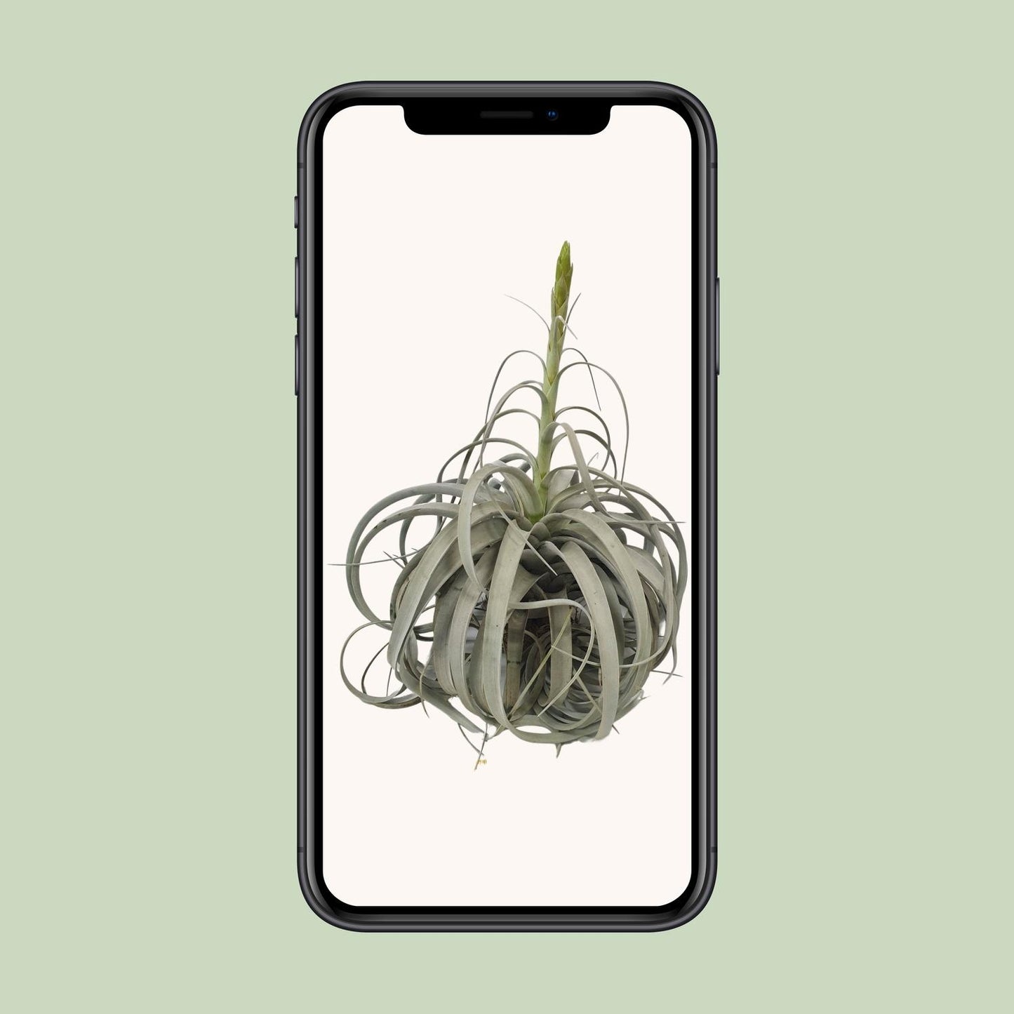 Tillandsia Xerographica Luftwurzelpflanze - Ø35cm - ↕50cm - Pflanzfix24