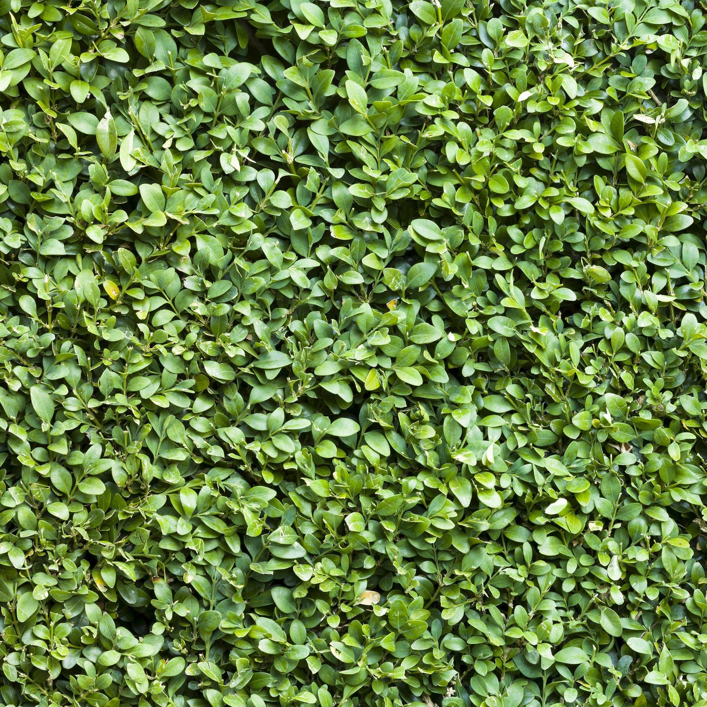 GreenboutiQ - Heckenpflanzen - Buxus sempervirens - Blatt grün - 6 Pflanzen - 1 laufender Meter - immergrün - Topf 17cm Höhe 45cm - Pflanzfix24.de