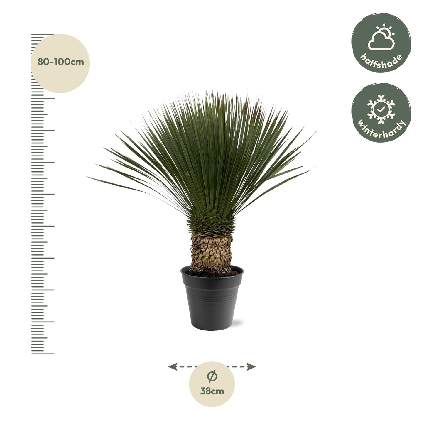 Yucca Rostrata 80–100 cm Ø38 Topf – Pflanzfix24.de - Pflanzfix24.de