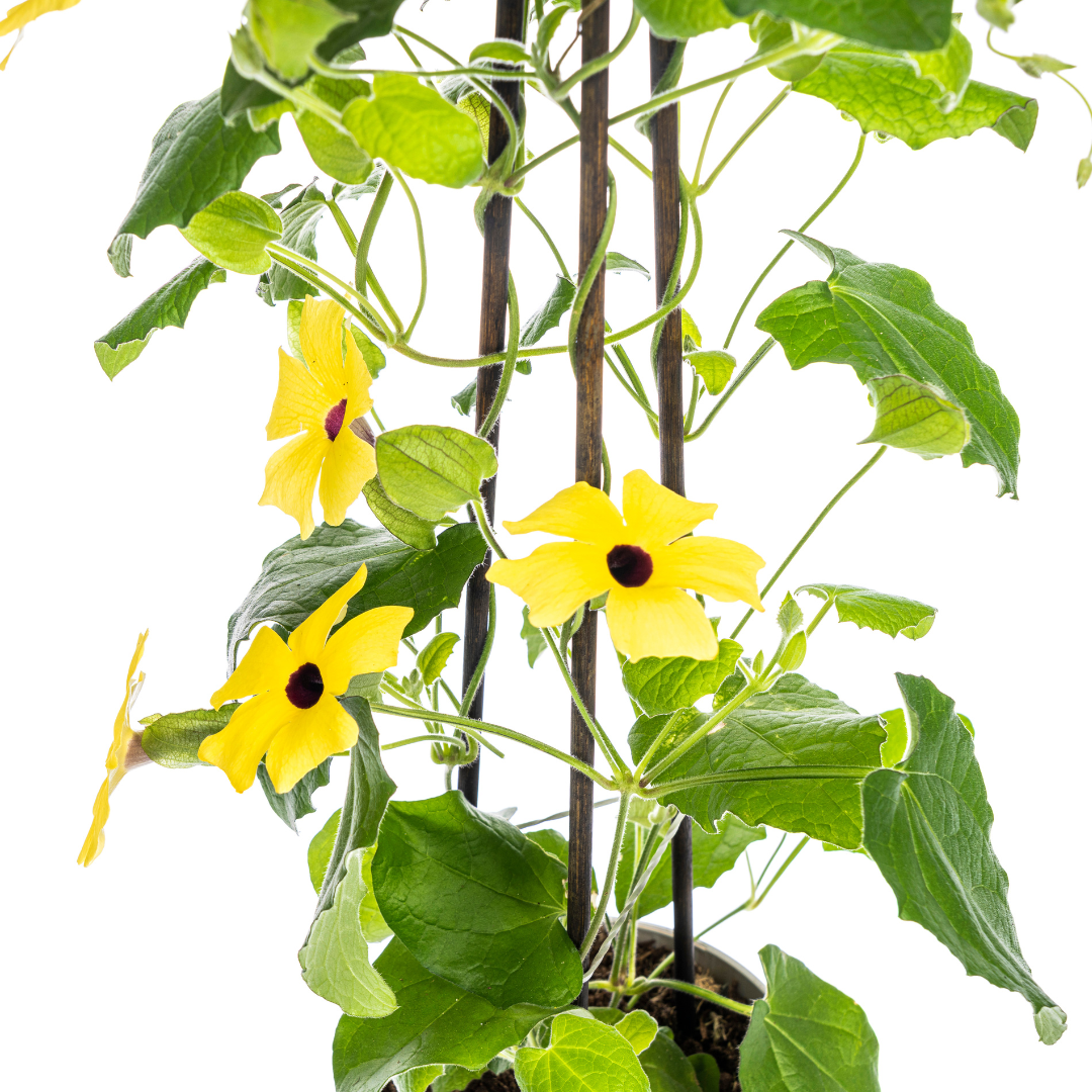 4x Thunbergia alata Sunny Susy Yellow Ø13 cm - ↕60 cm - Pflanzfix24
