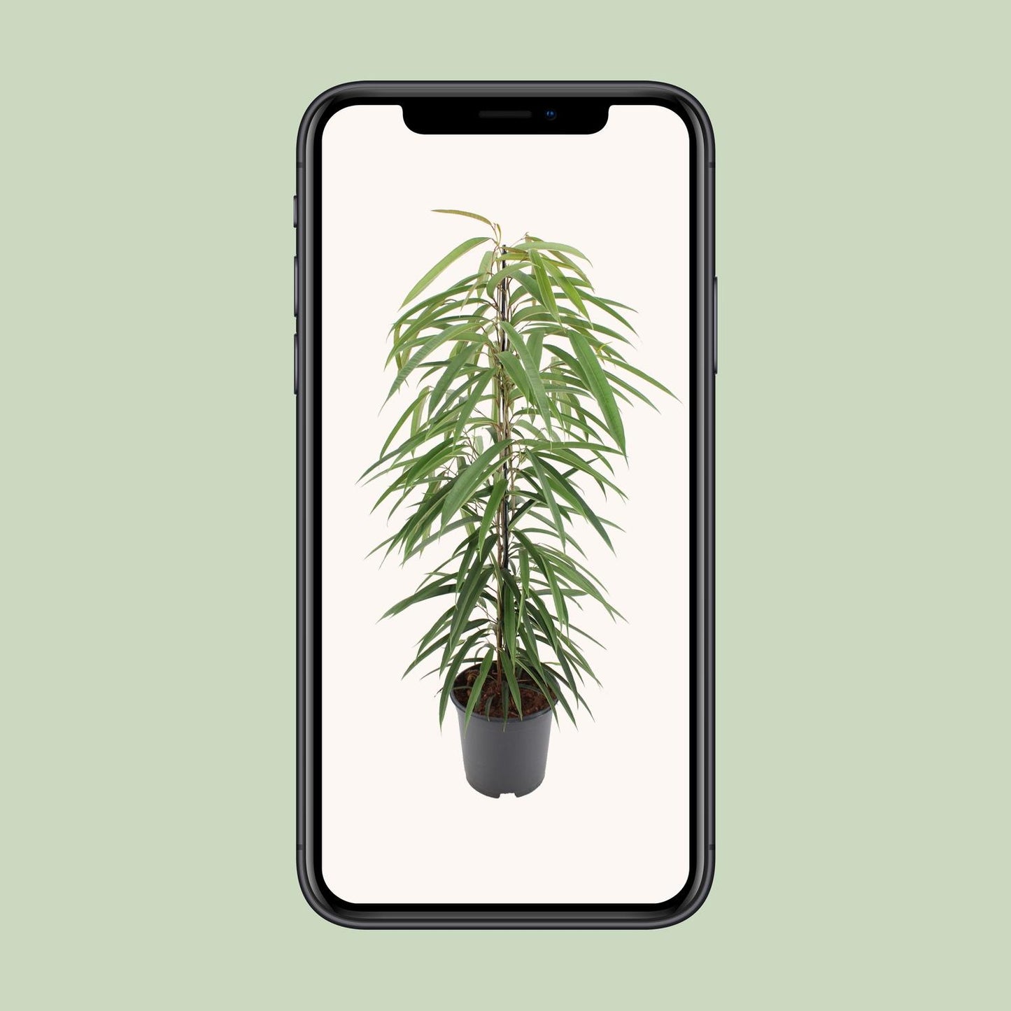 Ficus Binnendijkii Alii - Ø21cm - ↕80cm - Pflanzfix24.de - Pflanzfix24.de