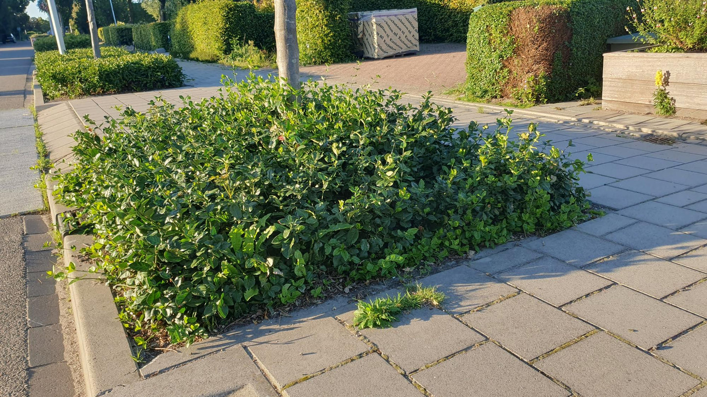 20er-Set Euonymus fort. 'Coloratus' - Winterharter Zierstrauch - Pflanzfix24.de - Pflanzfix24.de