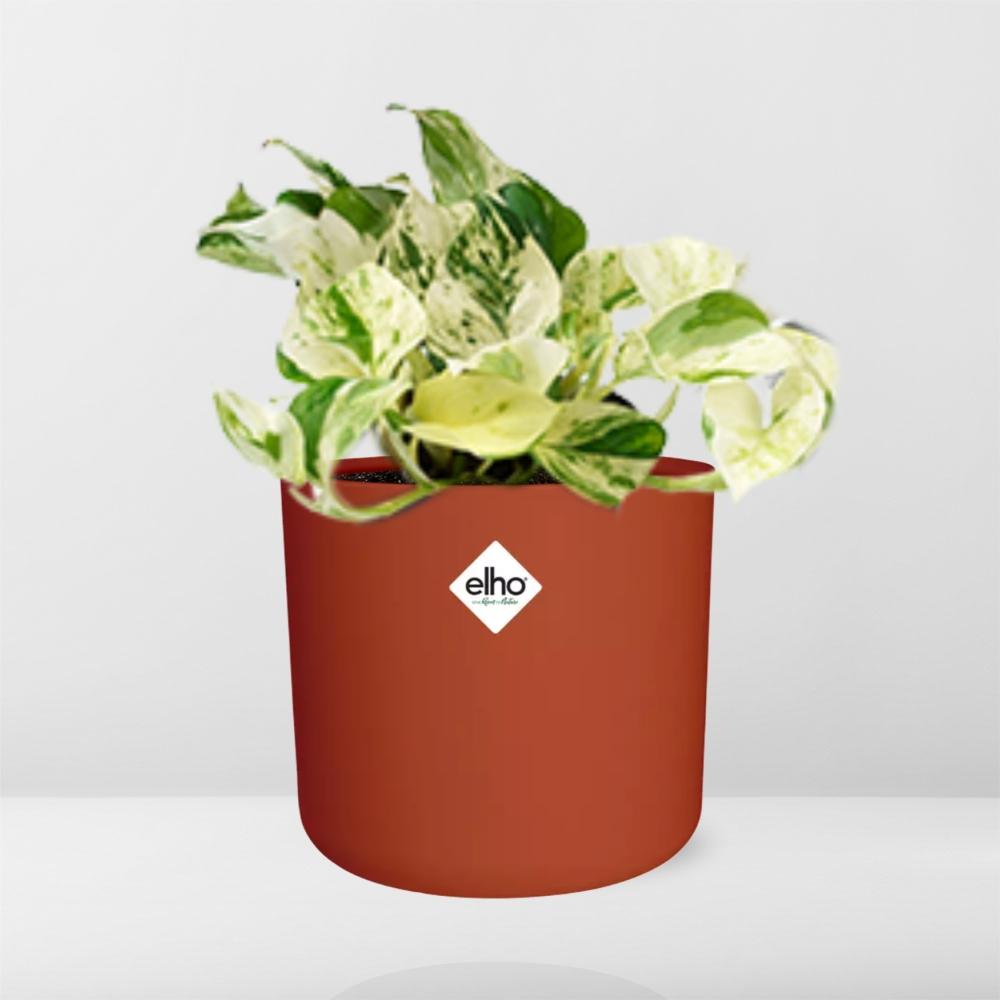 Epipremnum Pinnatum Happy Leaf in ELHO b.for soft rond 14cm brique - Pflanzfix24