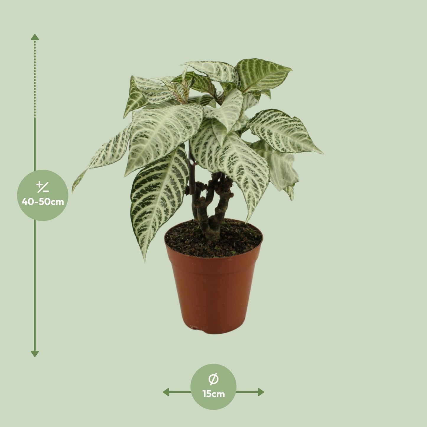 Aphelandra White Wash - Ø15cm - ↕50cm - Pflanzfix24