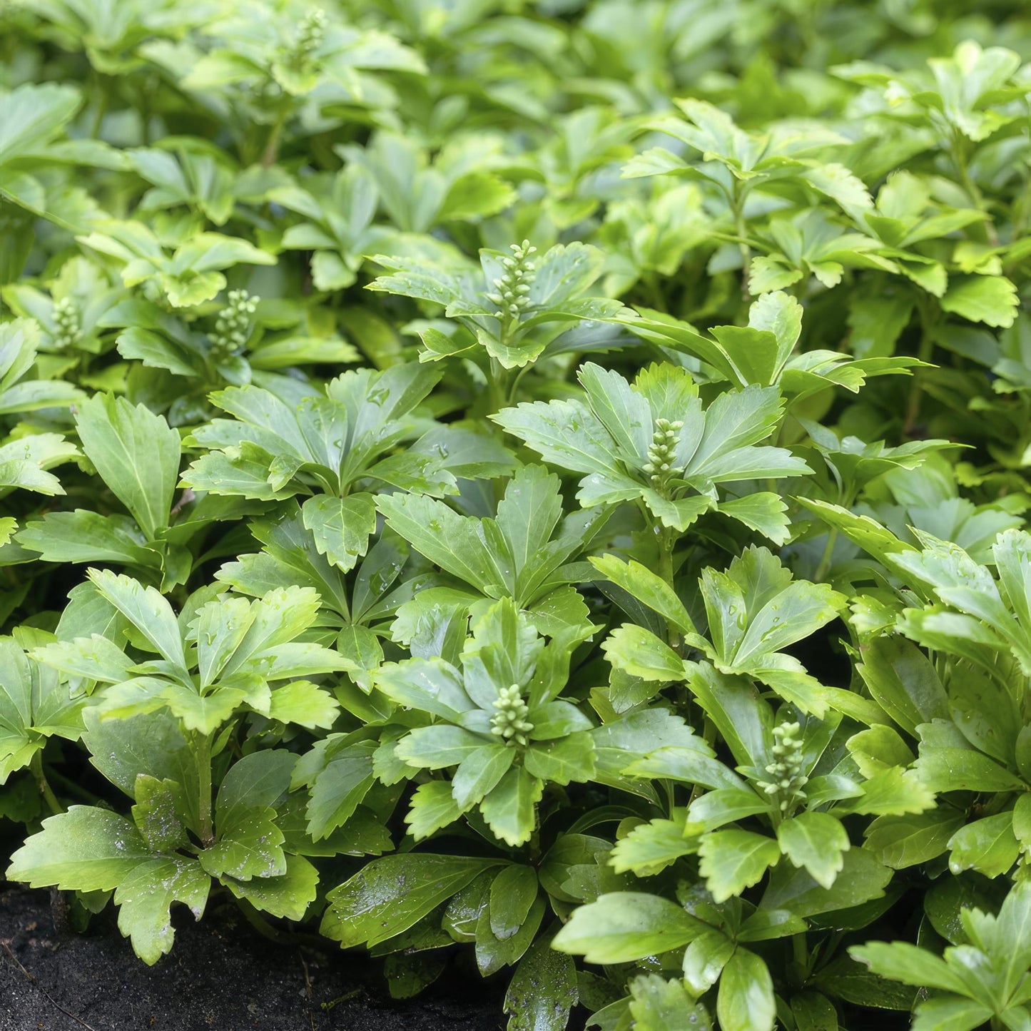 12x Pachysandra 'Green Carpet' – immergrüner Bodendecker | Pflanzfix24.de - Pflanzfix24.de