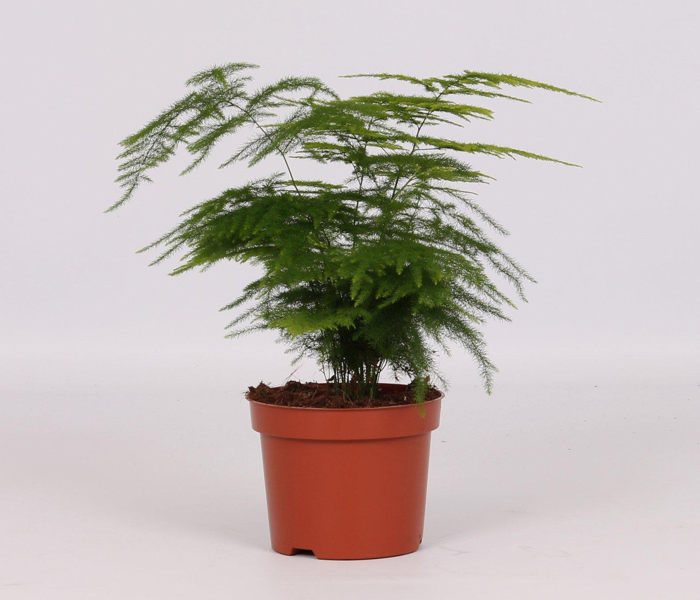 Asparagus Setaceus - Ø12cm - ↕28cm - Pflanzfix24.de - Pflanzfix24.de
