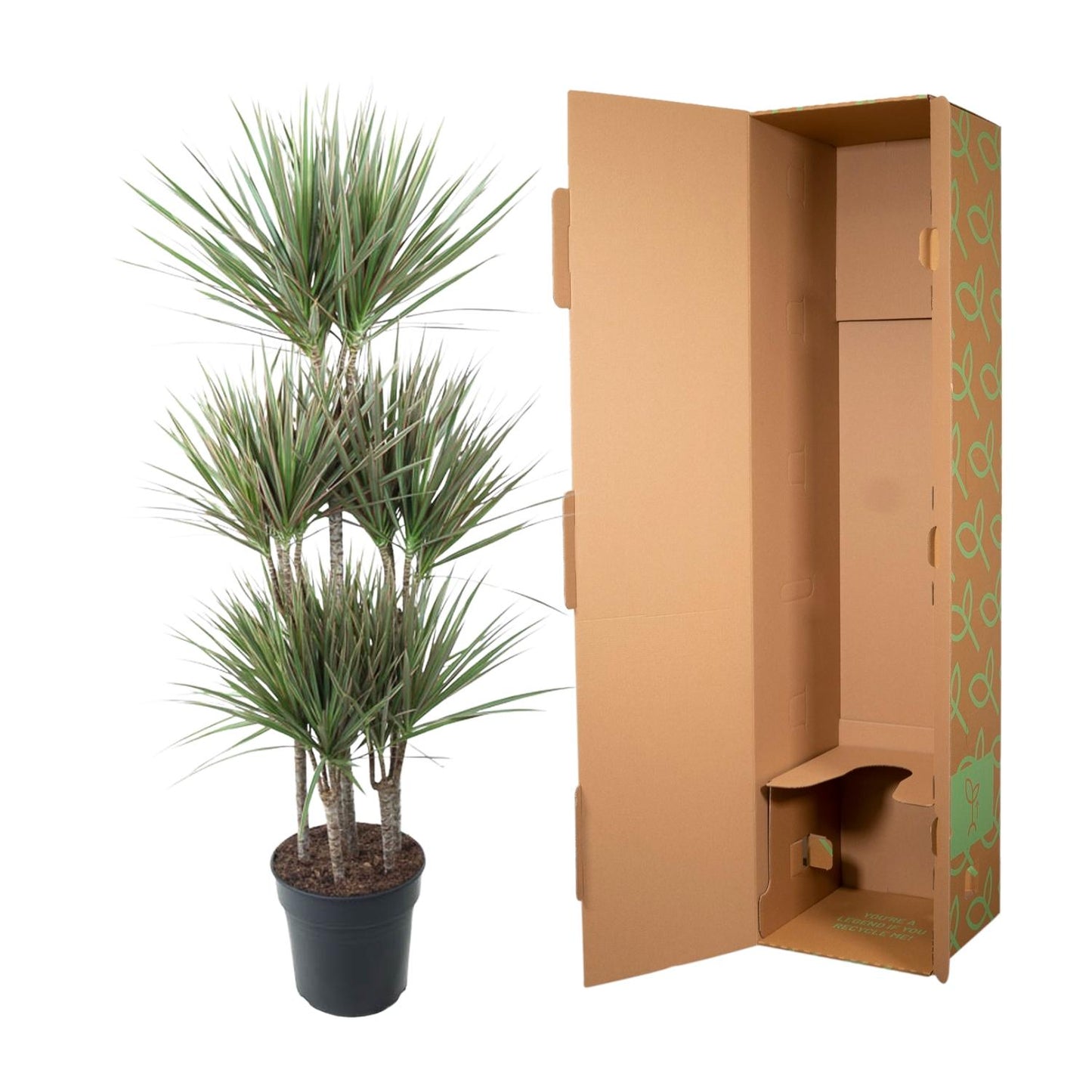 Dracaena Bicolor Carrousel - 150cm - Pflanzfix24