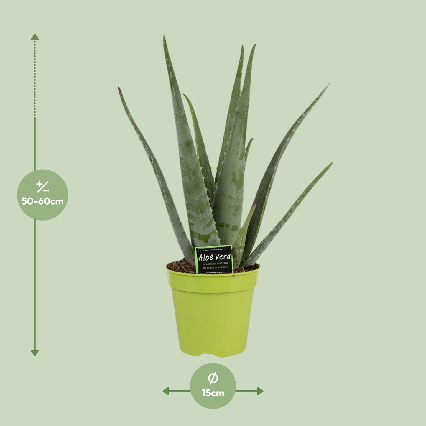 Aloe Vera - Ø15cm - ↕65cm bei Pflanzfix24