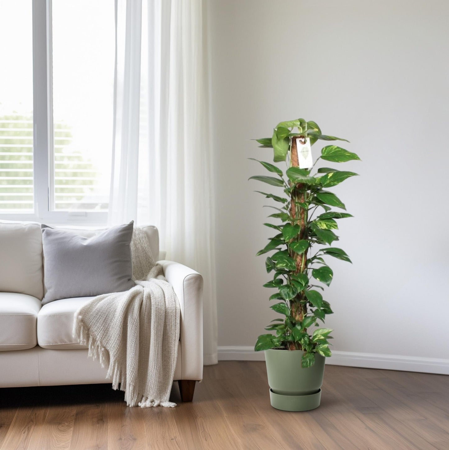 Epipremnum Pinnatum Mosstok 120cm Scindapsus - Ø24cm - ↕120cm - Pflanzfix24