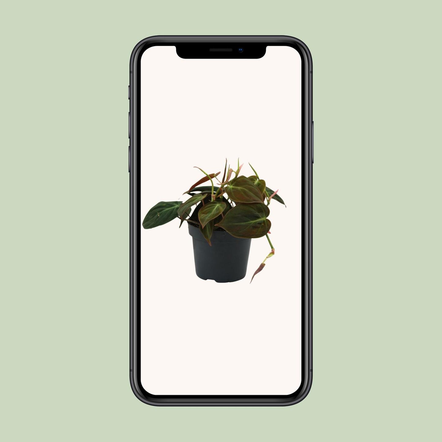 Philodendron Micans - Ø12cm - ↕15cm bei Pflanzfix24