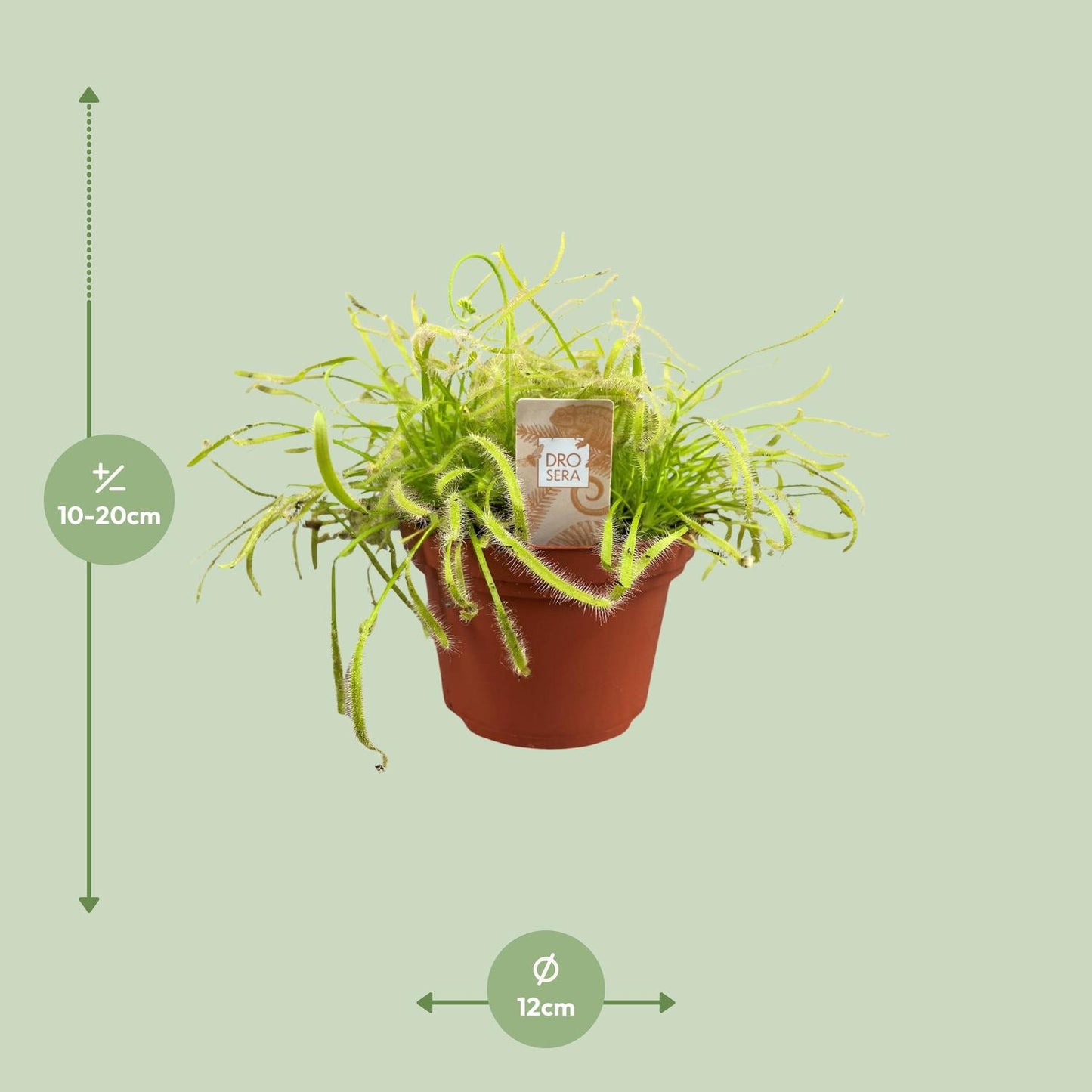 Drosera Capensis - Ø12cm - ↕17cm bei Pflanzfix24