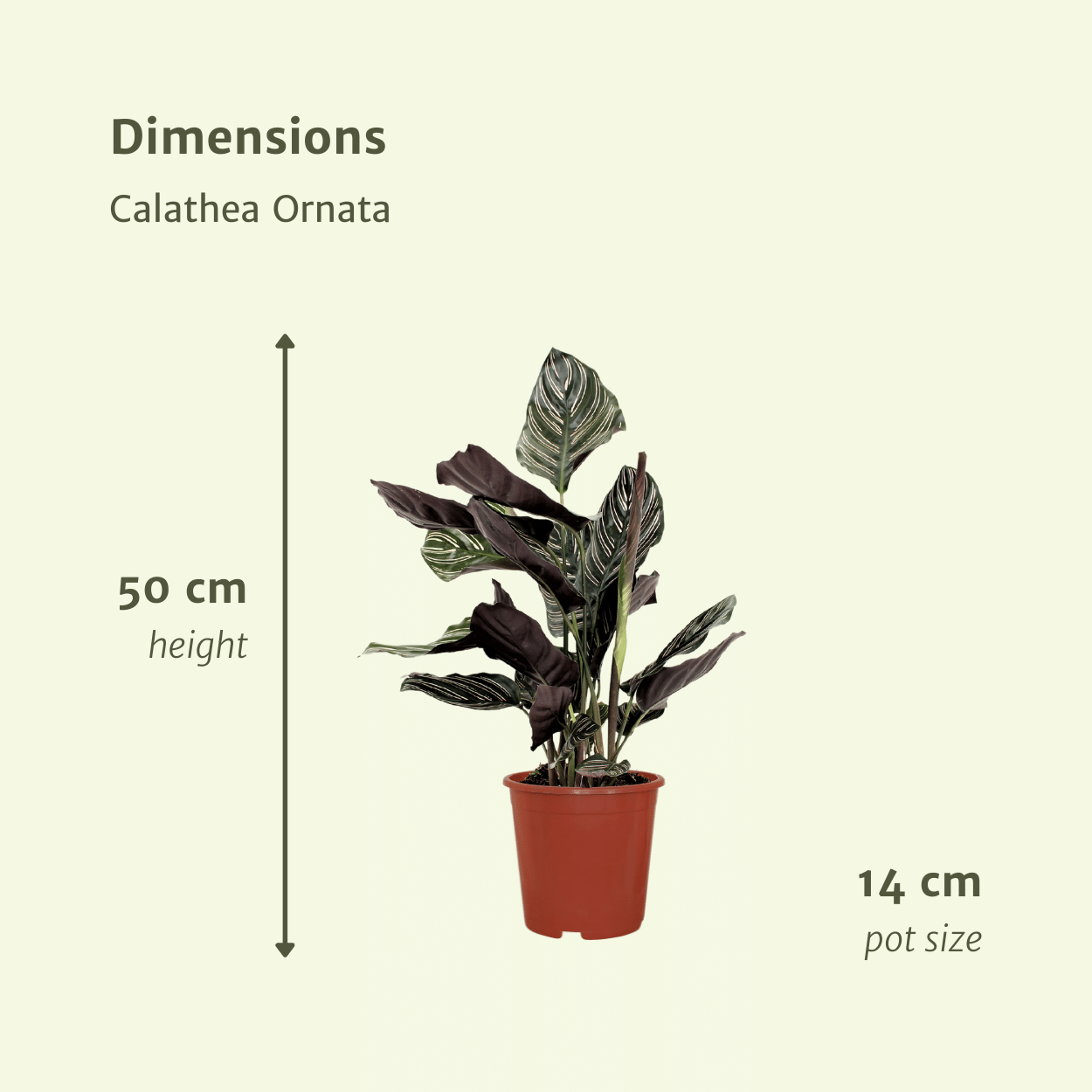 2x Calathea Ornata - Pfauenpflanze - 50cm - ø14 - Pflanzfix24.de - Pflanzfix24.de
