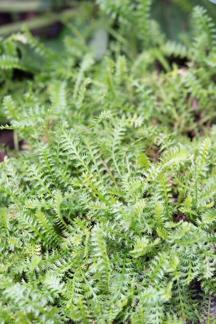 60x Leptinella squalida Bodendecker 9 cm Topf – Pflanzfix24