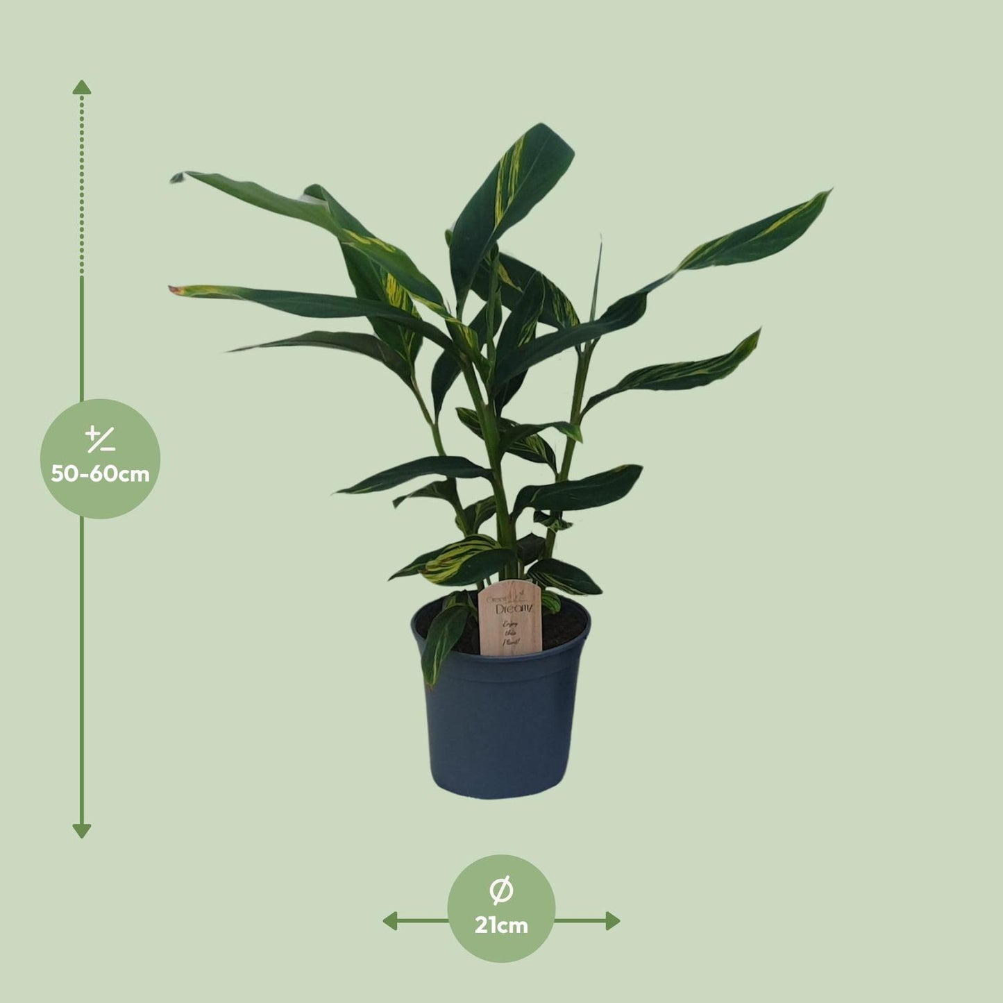 Alpinia Zerumbet - Tropische Zimmerpflanze von Pflanzfix24