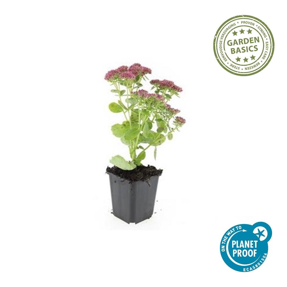 12x Sedum 'Herbstfreude' Sukkulenten 10-25cm | Pflanzfix24.de - Pflanzfix24.de