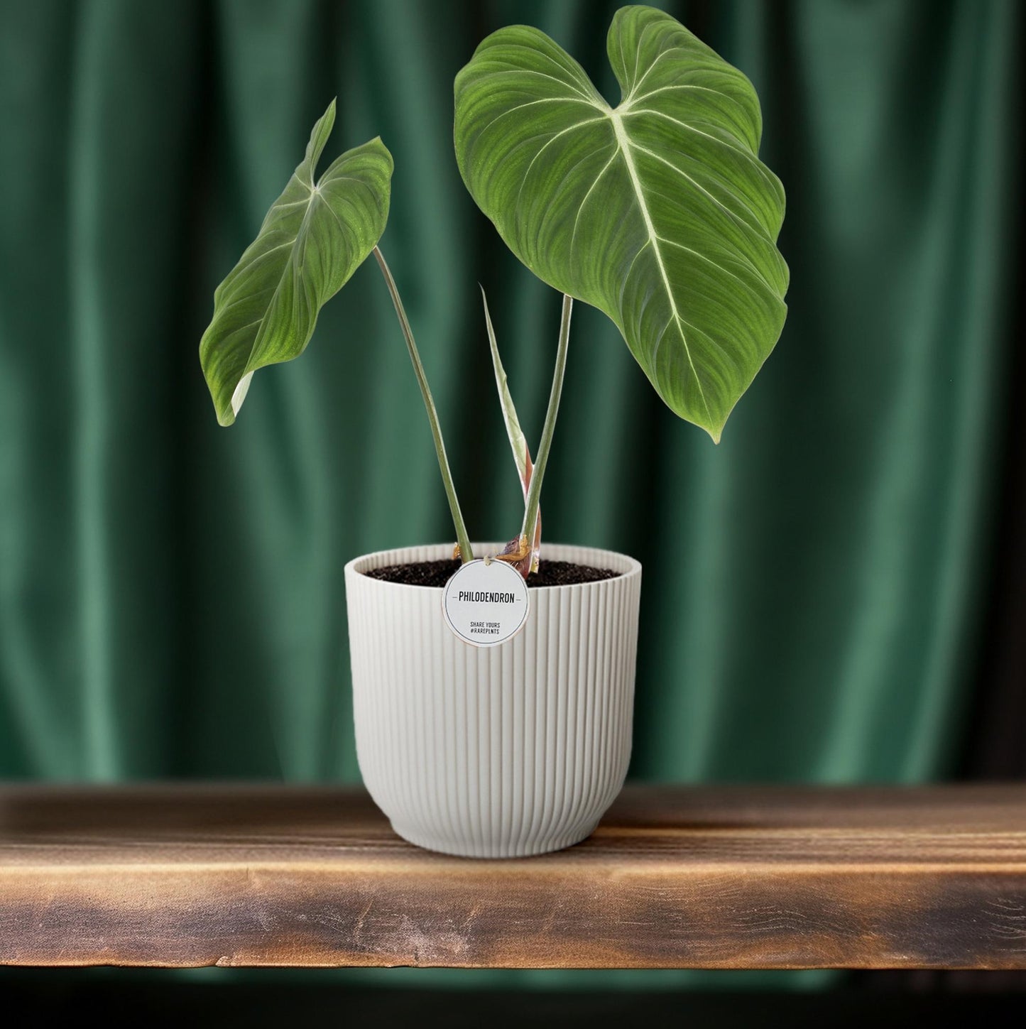 Philodendron Gloriosum – 60cm | Tropisches Laubwunder bei Pflanzfix24
