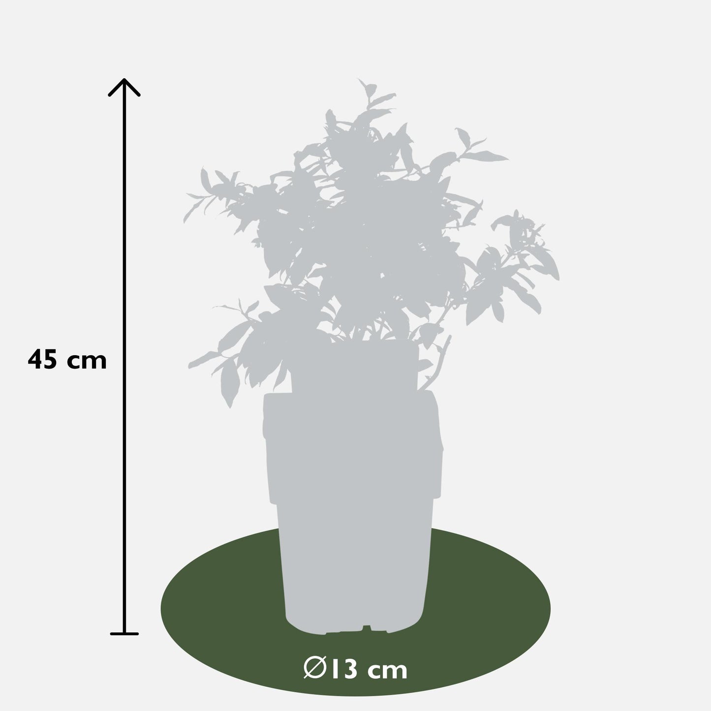 6x - Vaccinium corymbosum - ↨45cm - Ø13 - Pflanzfix24