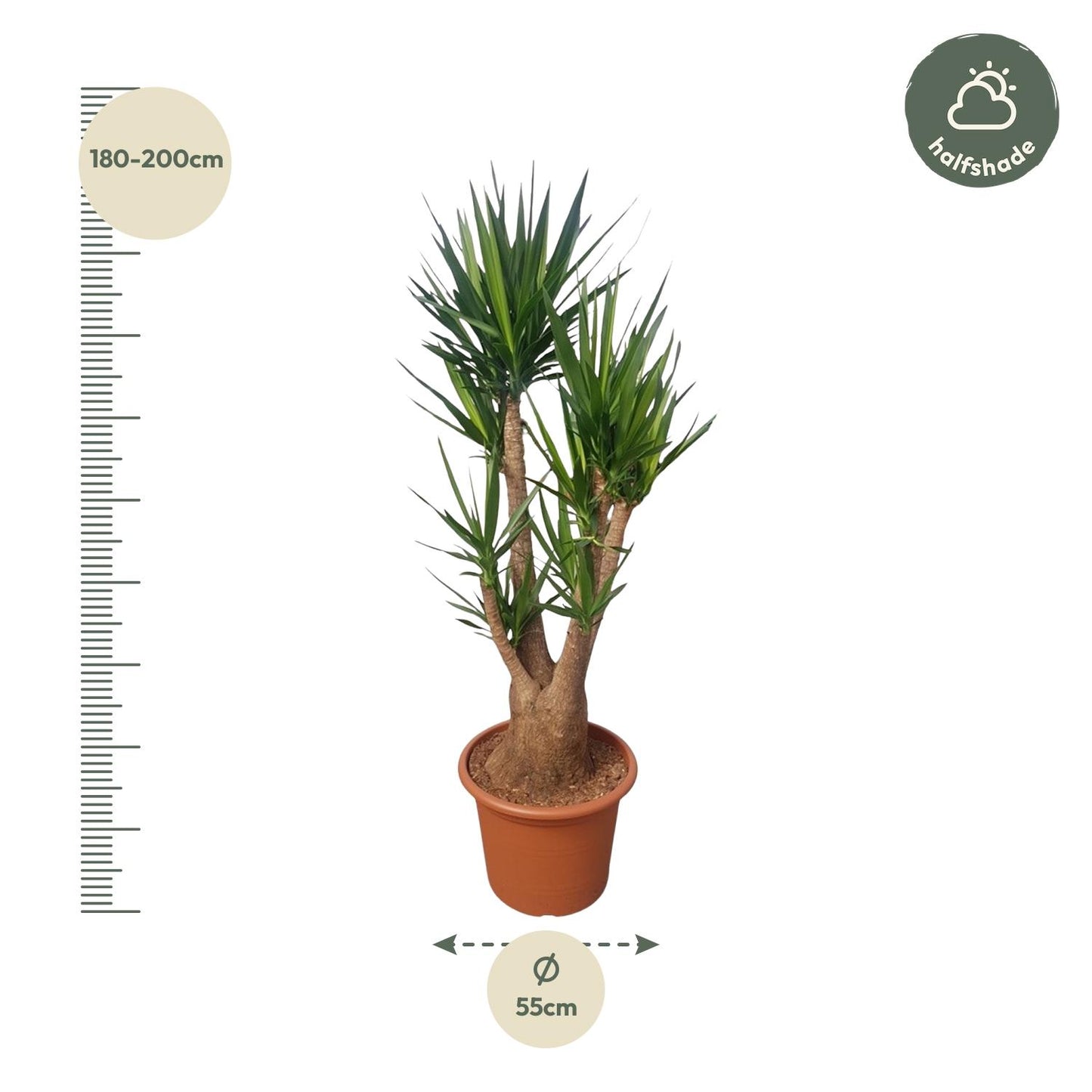 Yucca Elephantipes Verzweigt 190cm Ø55cm | Pflanzfix24.de - Pflanzfix24.de