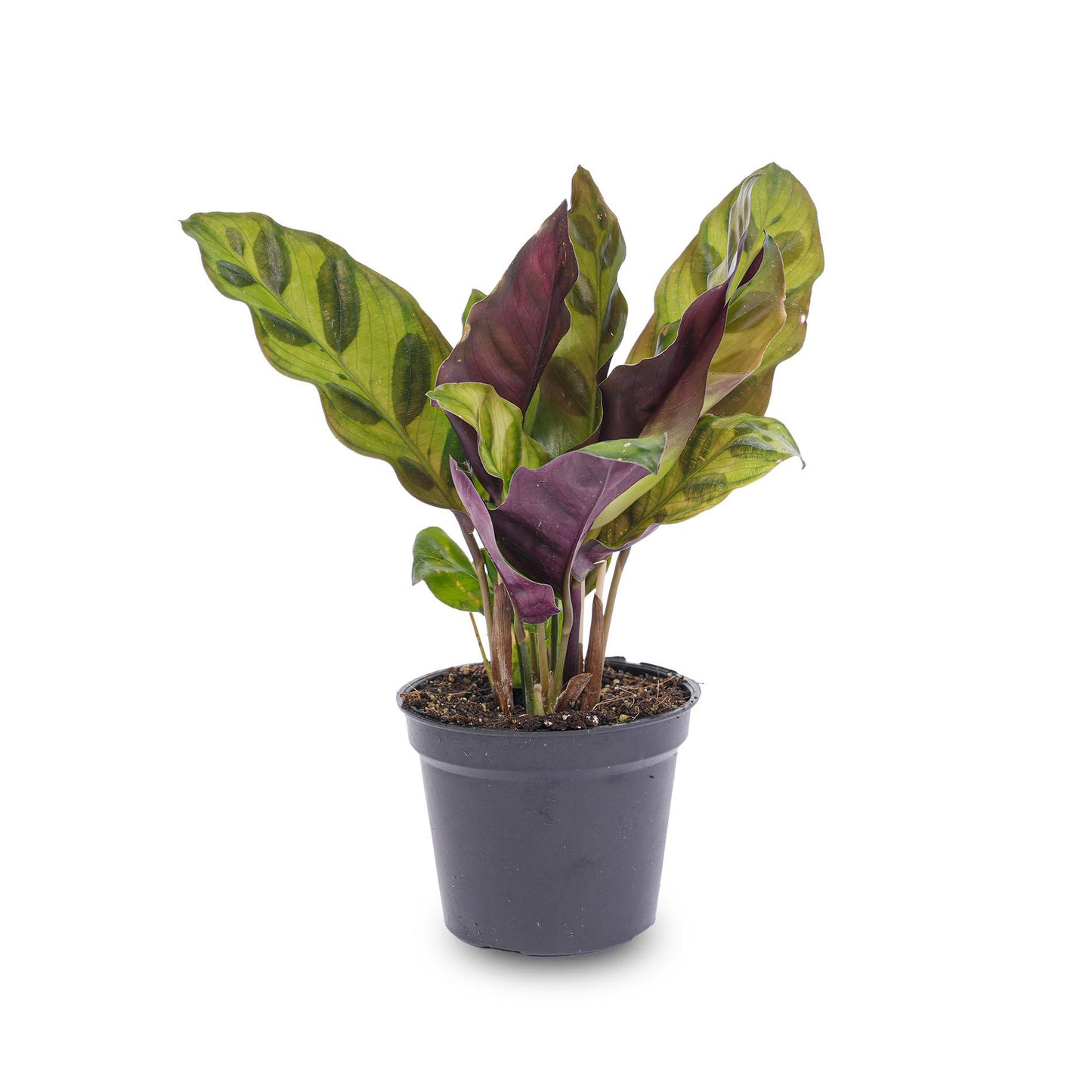 Calathea Lancifolia - Terrarium Pflanze - Ø 6cm Topf - Pflanzfix24.de - Pflanzfix24.de