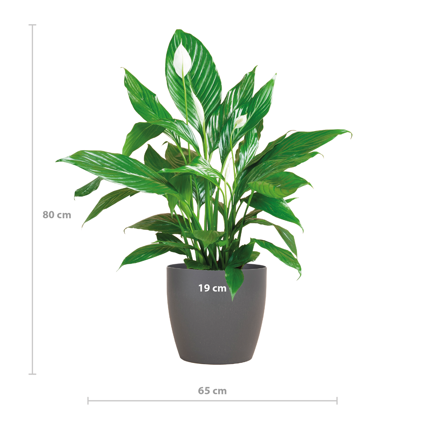 Spathiphyllum 80 cm weiß im Viber-Topf – Pflanzfix24.de - Pflanzfix24.de