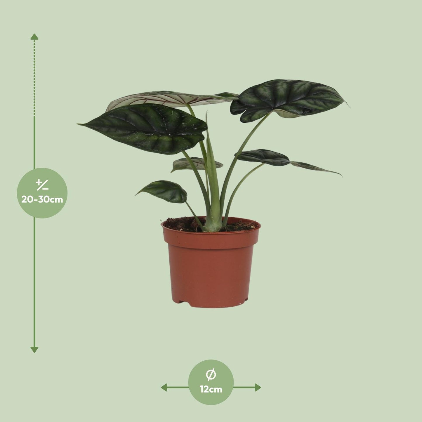 Alocasia Dragon Scale - Ø17cm - ↕35cm bei Pflanzfix24