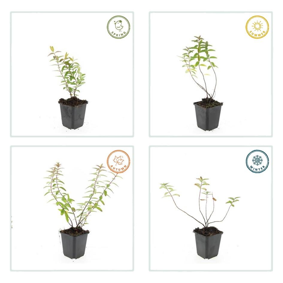 12x Hypericum ‘Hidcote’ Ø9cm | Johanniskraut gelbblühend | Pflanzfix24.de - Pflanzfix24.de