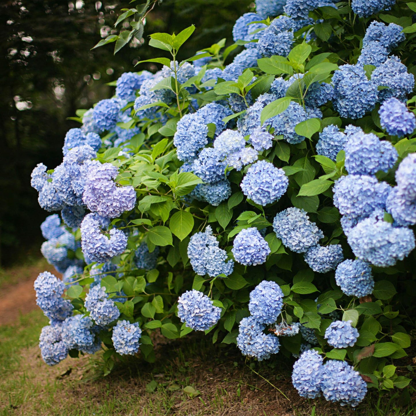pflanzfix24 - Hortensie - Hydrangea macrophylla Blau - Blüte Blau - 1 Pflanze - Laubabwerfend - Topf 17cm