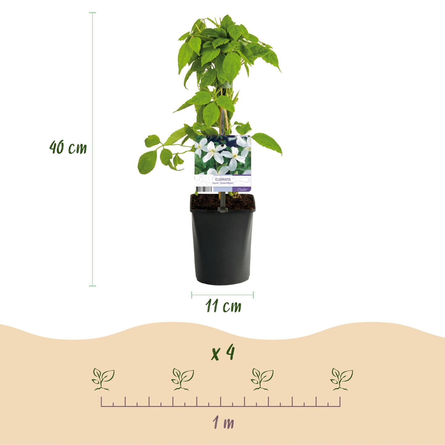 GreenboutiQ - Clematis montana Grandiflora - 2er Set - Blüte Weiß - Pflanzfix24.de - Pflanzfix24.de