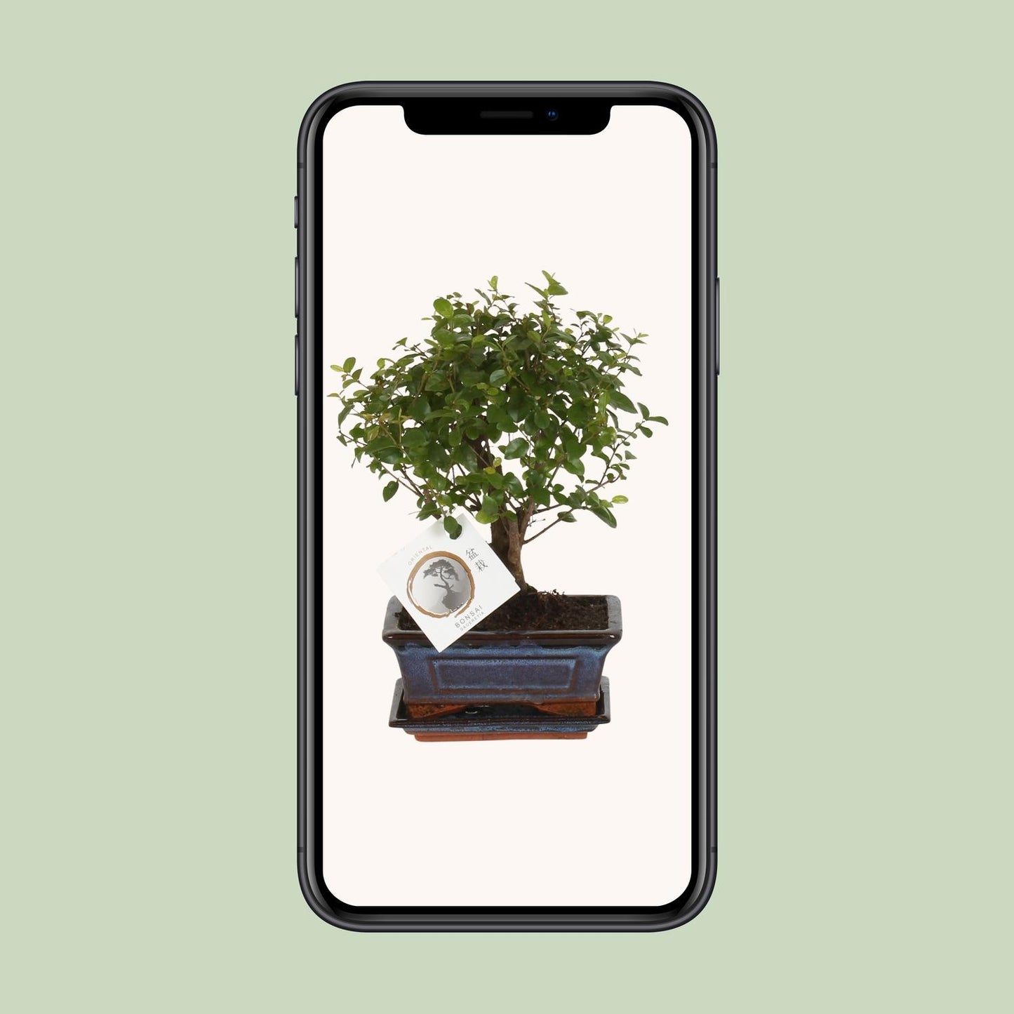 Bonsai 'Sageretia' - Bol Vorm - Ø15cm - ↕30cm - Pflanzfix24