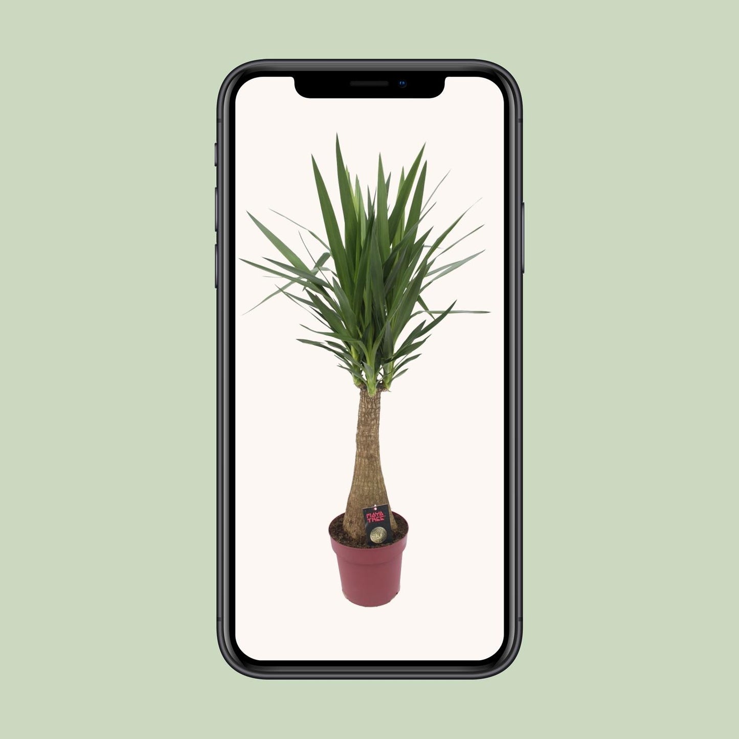 Yucca 'Maya Tree' 60stam P27 - Pflanzfix24