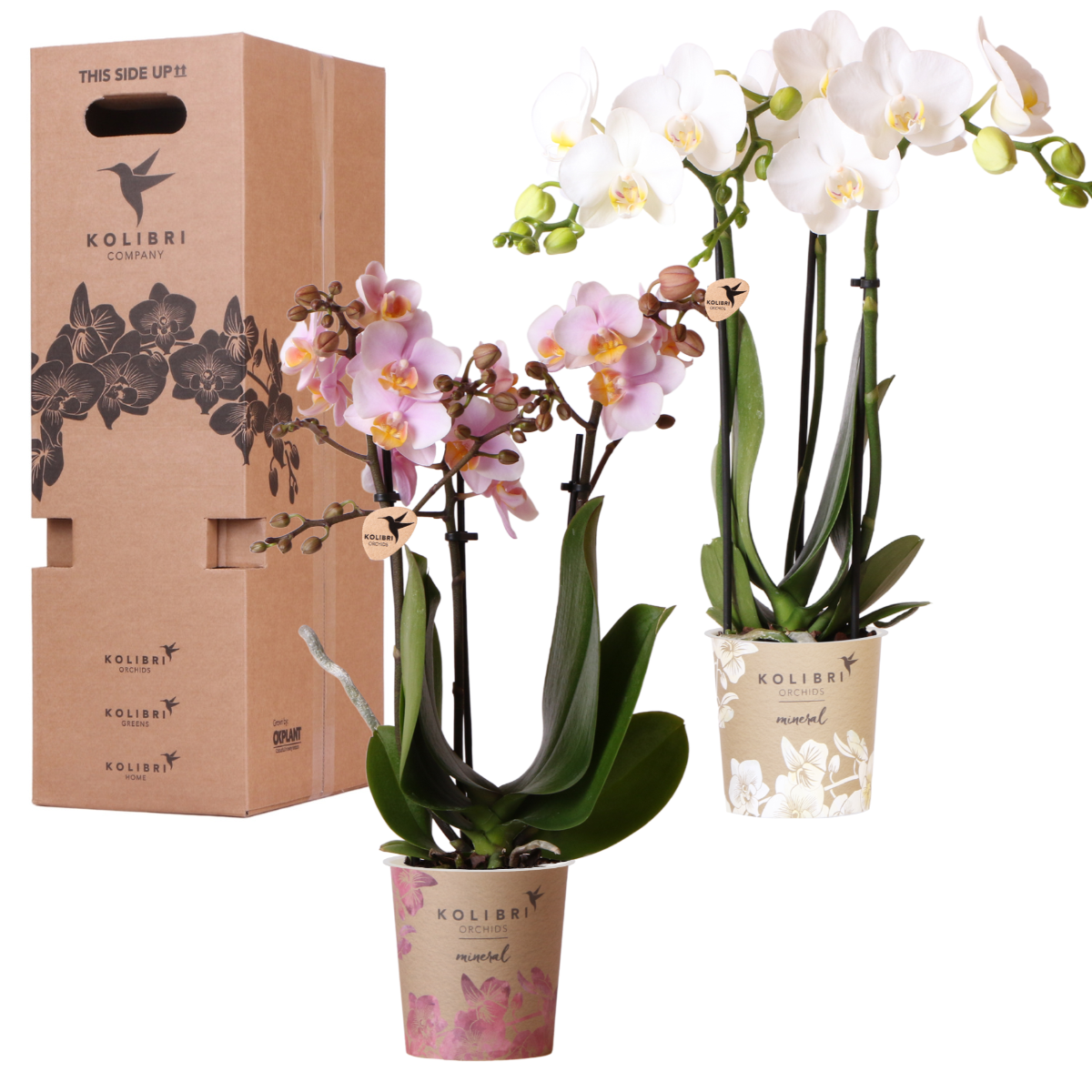 Kolibri Orchids Surprise Box Mix - 2 Orchideen 9cm - pflanzfix24