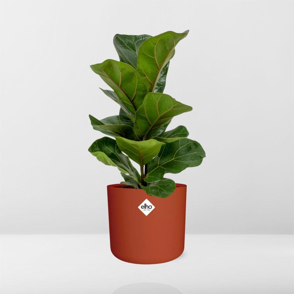 Ficus Lyrata 'Bambino' in ELHO b.for soft rond 14cm brique - Pflanzfix24