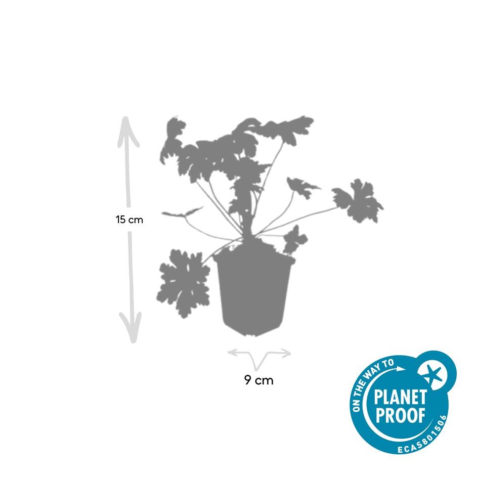 20er Pack Geranium macr. 'Ingwersen's Var.' bei Pflanzfix24.de - ↕10-25cm - Ø9cm - Pflanzfix24.de
