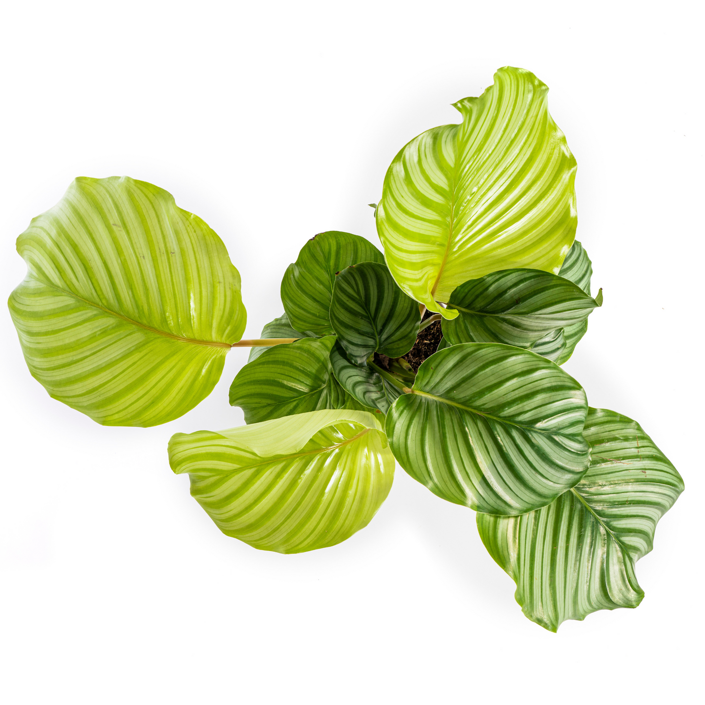 Calathea Orbifolia Ø17cm - ↕40 - 50cm - Pflanzfix24.de - Pflanzfix24.de