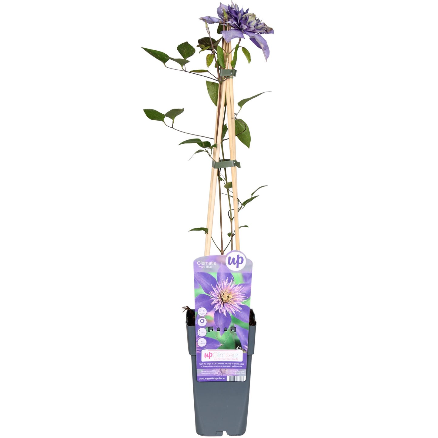 Clematis Multi Blue - Clematis Blauw - Ø15cm - Pflanzfix24.de - Pflanzfix24.de
