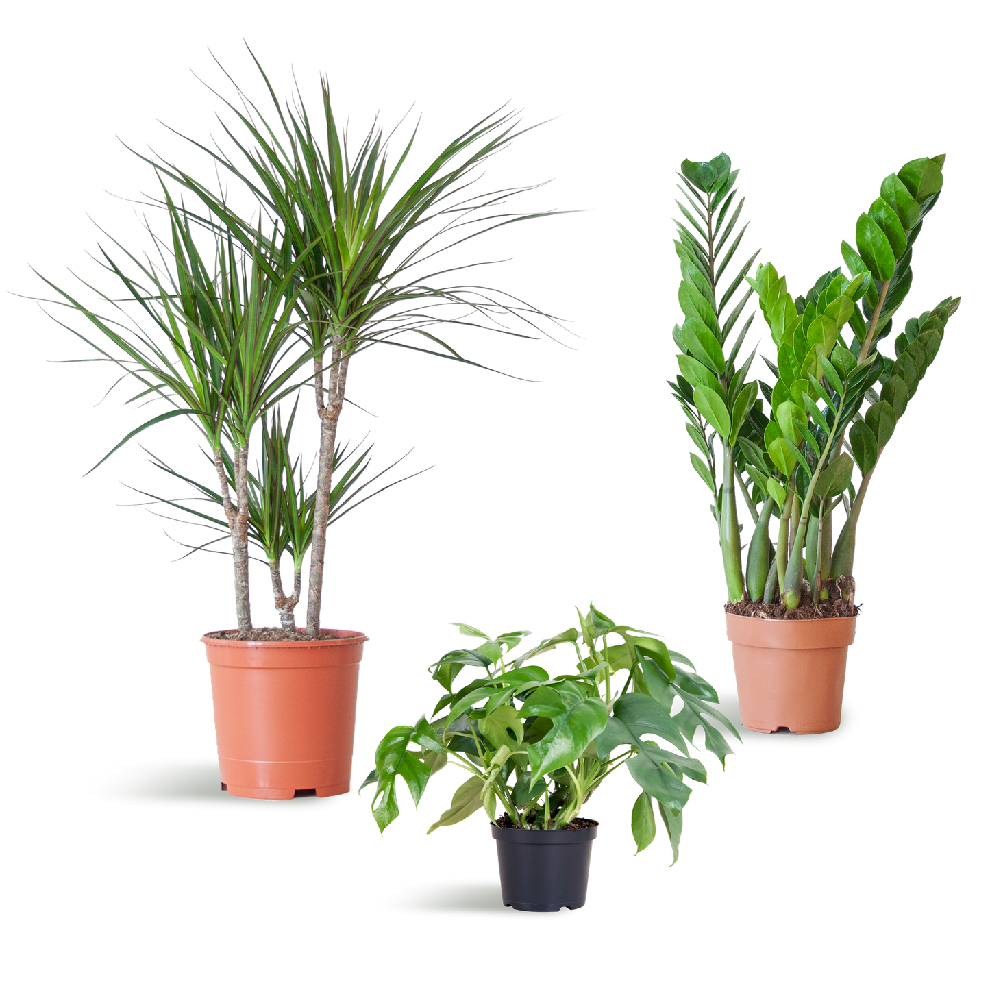 Shade Plant Box medium ohne Dekotopf | Pflanzfix24.de - Pflanzfix24.de