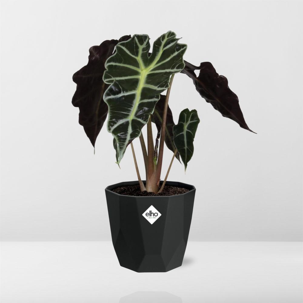 Alocasia 'Polly' in 14cm b.for rock living black - Pflanzfix24