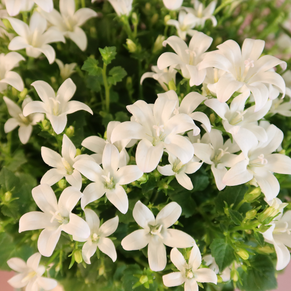 2x Campanula Addenda Ambella White in Malaga-Dekotöpfen - Topfgröße 12 cm - Staude - winterhart - Pflanzfix24