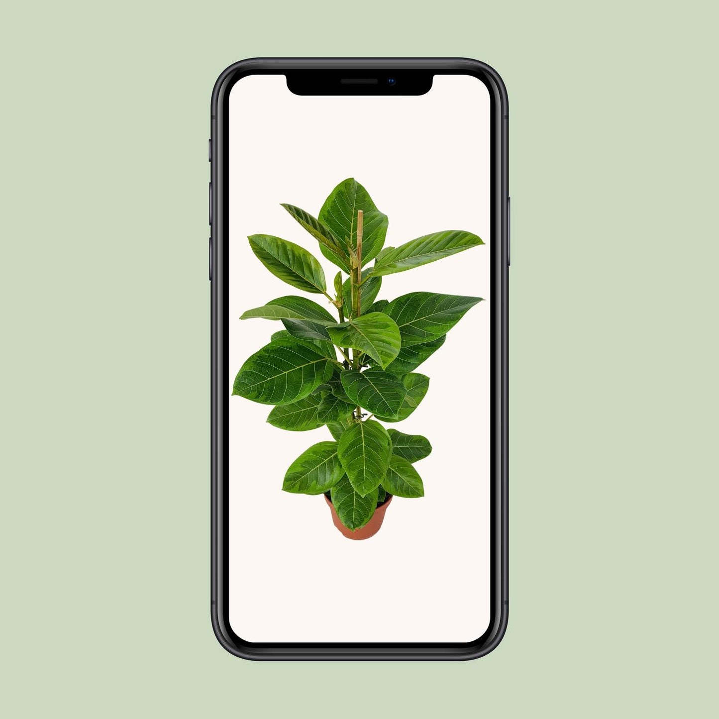 Ficus Benghalensis Roy Ø21cm - ↕85cm von Pflanzfix24