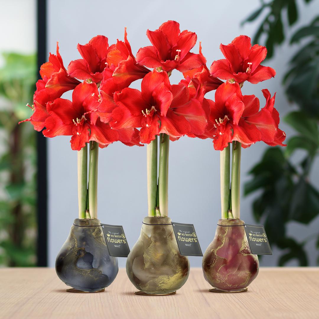 No Water Flowers® (wax amaryllis) | Univerz Jupiter Mix (3 pack) + Red flower - Pflanzfix24